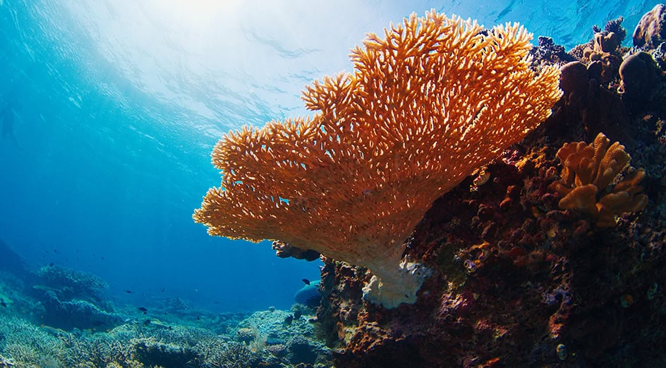 Coral restoration